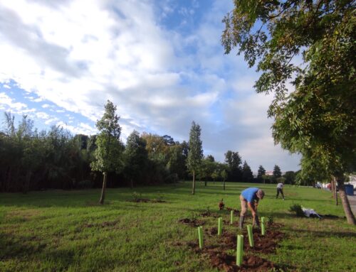 Foram plantadas 600 árvores no Bairro da Casinha, em Évora